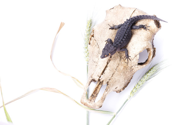 水牛头骨白色背景上的红眼鳄鱼石龙子图片下载