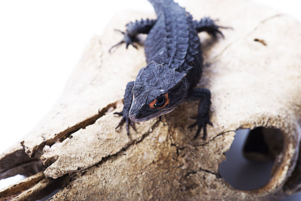 水牛头骨白色背景上的红眼鳄鱼石龙子图片下载
