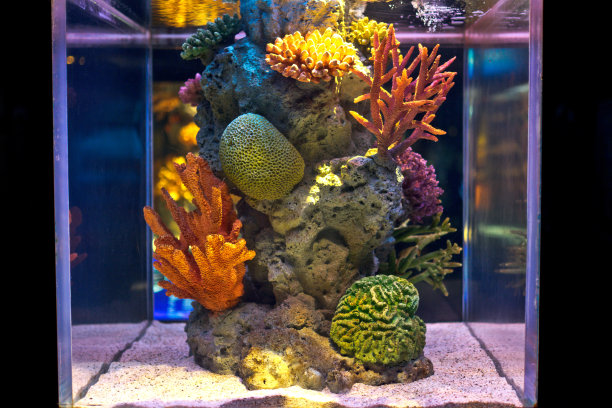 彩色咸水鱼缸图片下载