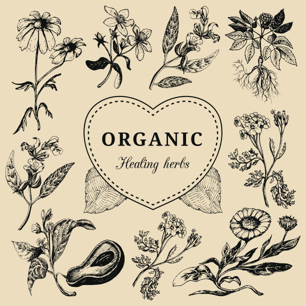 手绘病媒草药。Officinalis，药用，化妆品植物素描插图。复古的花卡片或海报。图片下载