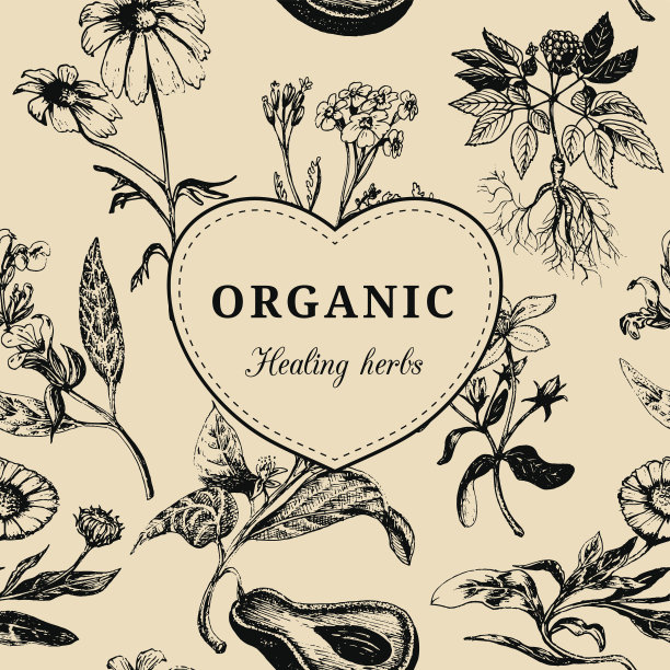 手绘病媒草药。Officinalis，药用，化妆品植物素描插图。复古的花卡片或海报。图片下载