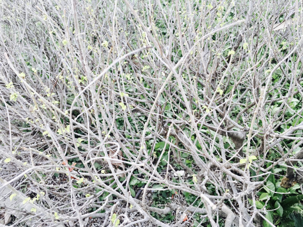 树枝上光秃秃的树枝图片下载