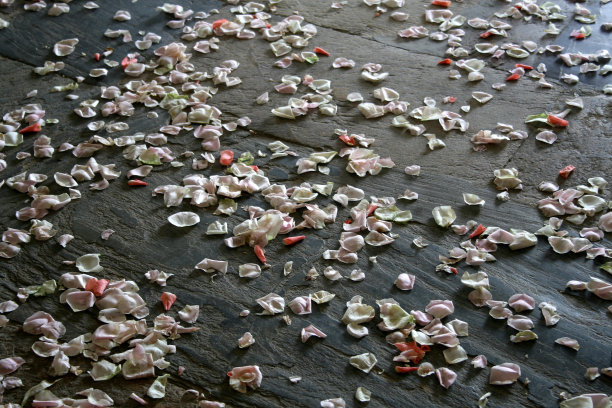 玫瑰花瓣图片下载