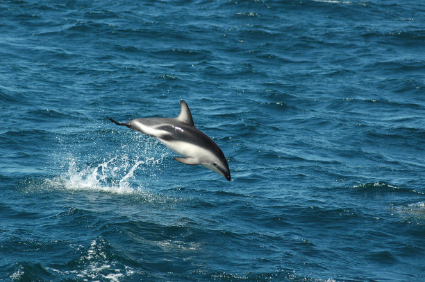 跳昏暗的海豚图片下载