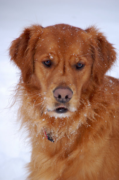 金色的雪图片下载