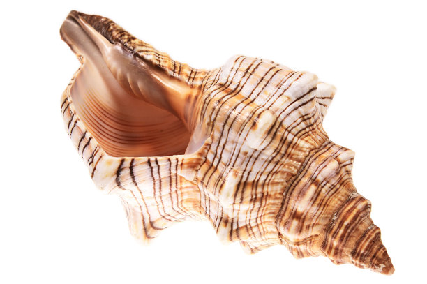 外来的贝壳孤立在白色#4图片下载