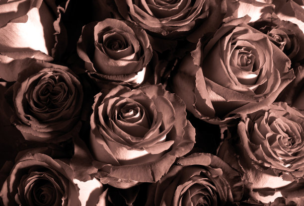 束玫瑰图片下载