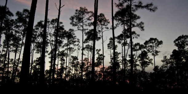 日落时的湿地松林图片下载