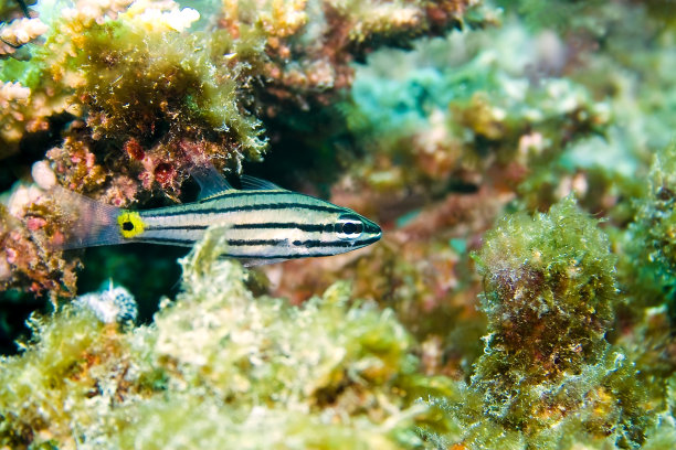鱼在珊瑚图片下载