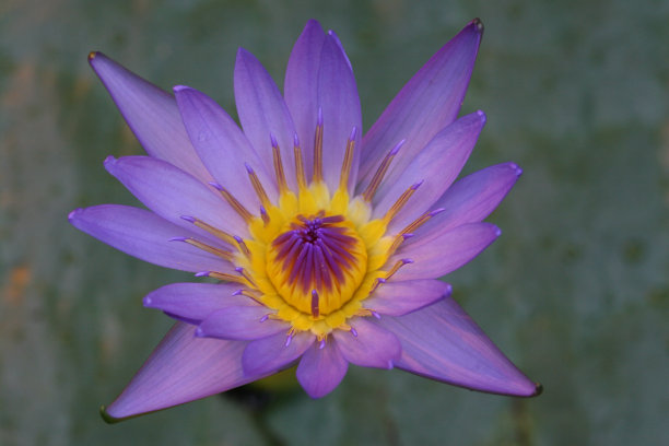 近距离睡莲图片下载