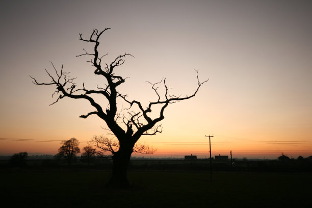 死树图片下载
