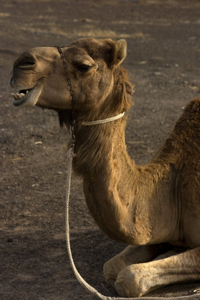 骆驼图片下载