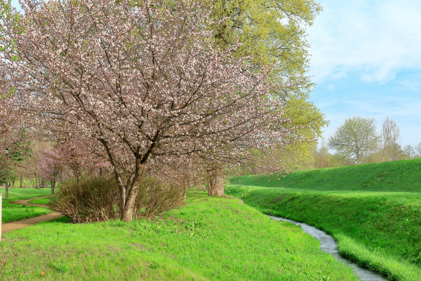 樱花和溪流图片下载