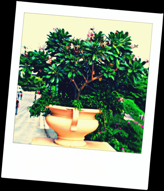 花瓶里的植物图片下载