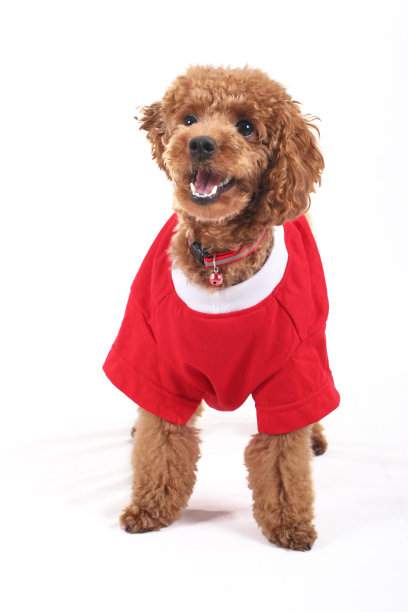 贵宾犬图片下载