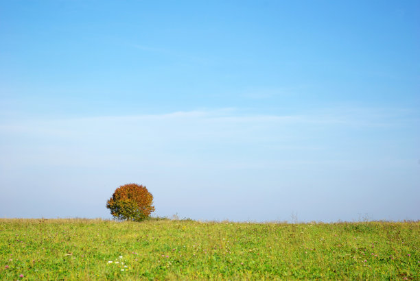一棵树图片下载