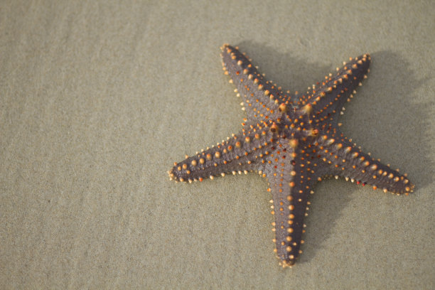 海星海滩图片下载