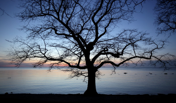 夕阳下树的剪影图片下载