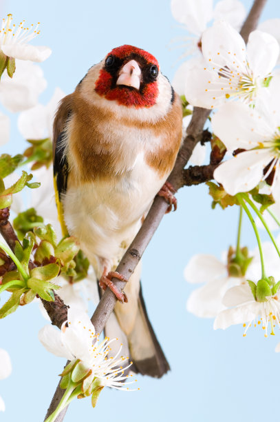 金翅雀图片下载