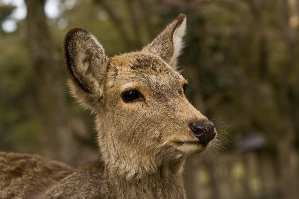 神圣的鹿肖像图片下载