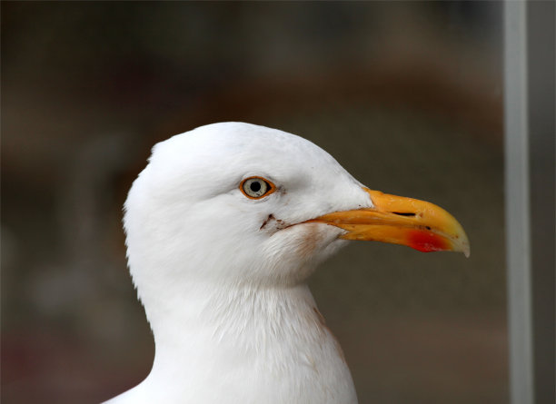海鸥肖像图片下载