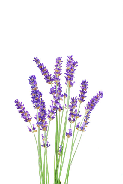 束薰衣草图片下载