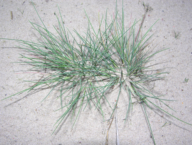 灰毛草(Corynephorus canescens)图片下载