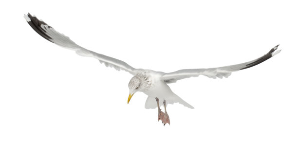 欧洲银鸥，Larus argentatus, 4岁，会飞图片下载