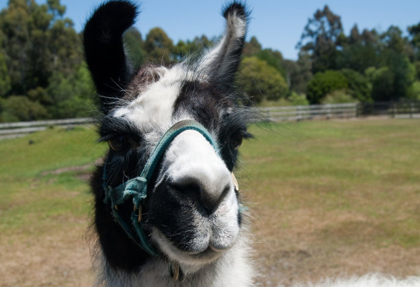 动物园里的羊驼图片下载