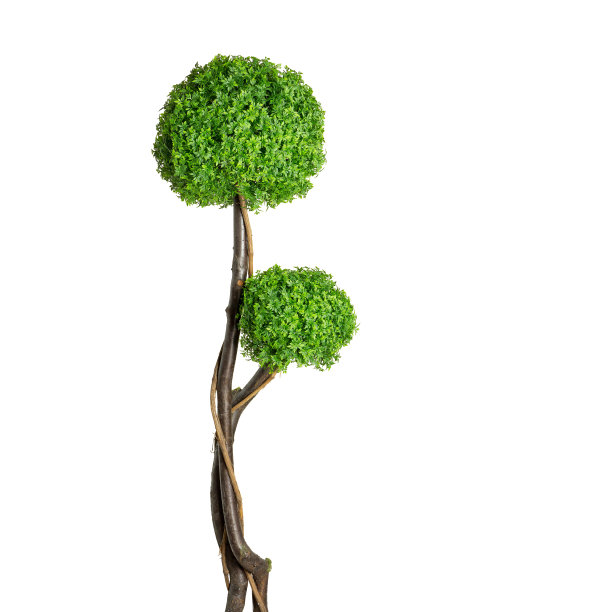 黑人的树。图片下载