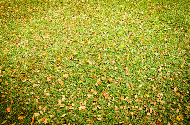 绿草上的秋叶图片下载