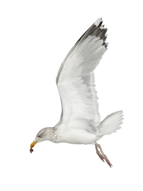 欧洲银鸥，Larus argentatus, 4岁，会飞图片下载