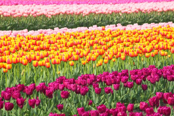 郁金香领域图片下载