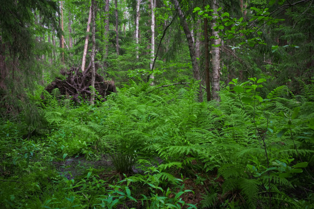 绿色的森林。图片下载
