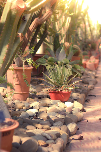 多汁的温室图片下载