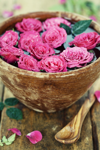 粉色的玫瑰图片下载