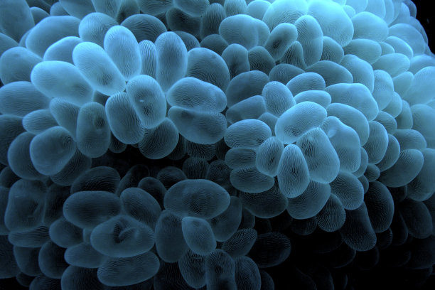 软珊瑚文摘图片下载