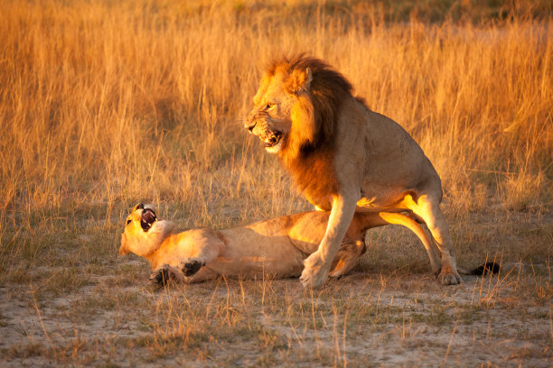 阳光下的一对狮子图片下载