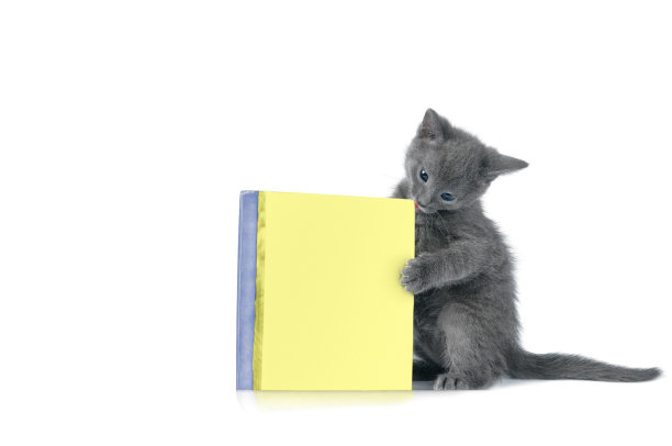 小猫在玩书图片下载