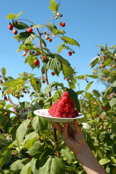 盆子上有覆盆子图片下载