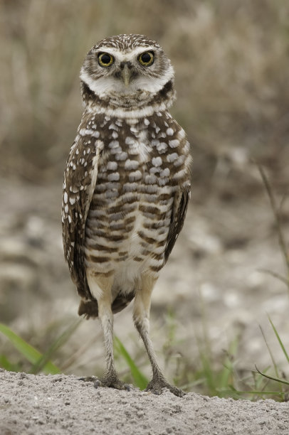 表情警觉的穴居猫头鹰图片下载