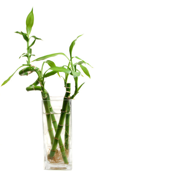 幸运竹茎图片下载