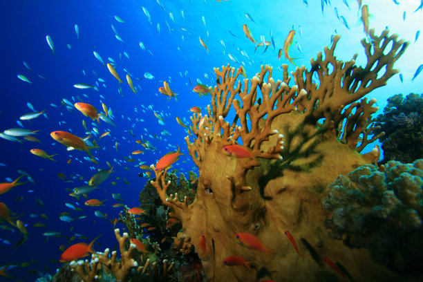 美丽的珊瑚礁图片下载