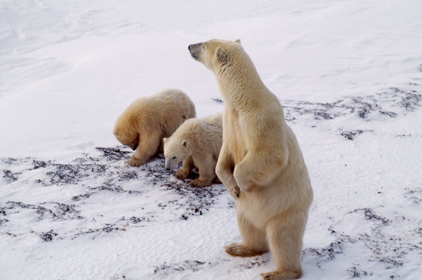 加拿大北极地区的北极熊和幼崽图片下载