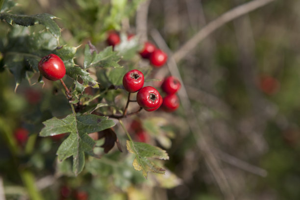 山楂素材图片