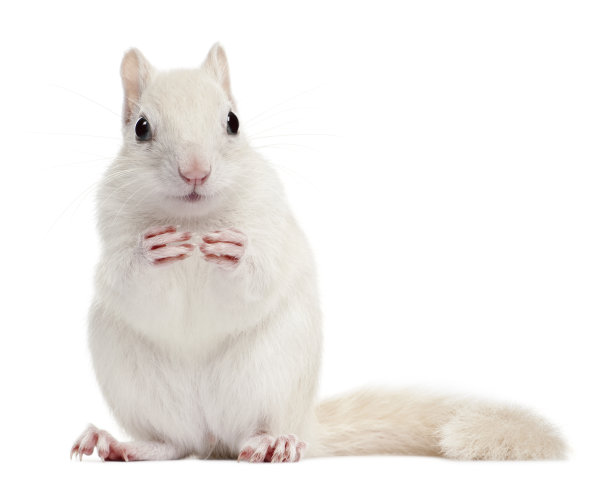 东部花栗鼠，纹状花栗鼠，2岁，白色背景图片下载