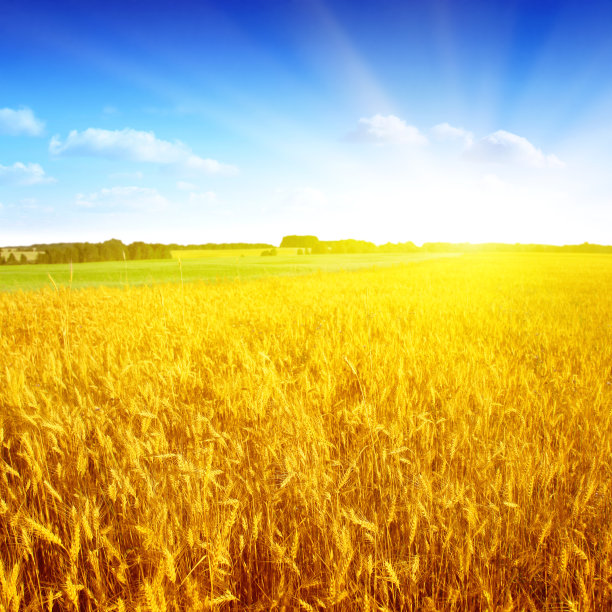 麦田，蓝天和阳光。图片下载