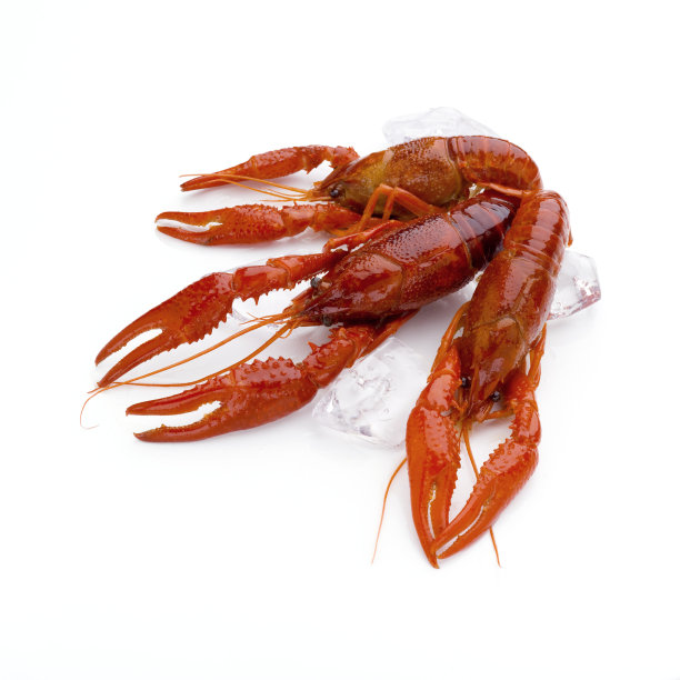 三个小龙虾图片下载