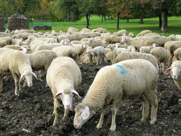 羊在牧场图片下载