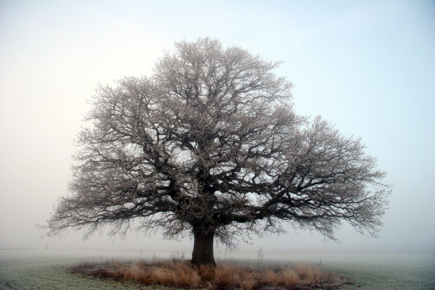 橡树在雾中图片下载
